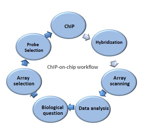 ChIP-on-chip Service